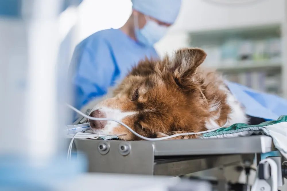 Chirurgie animale à CHAOURCE