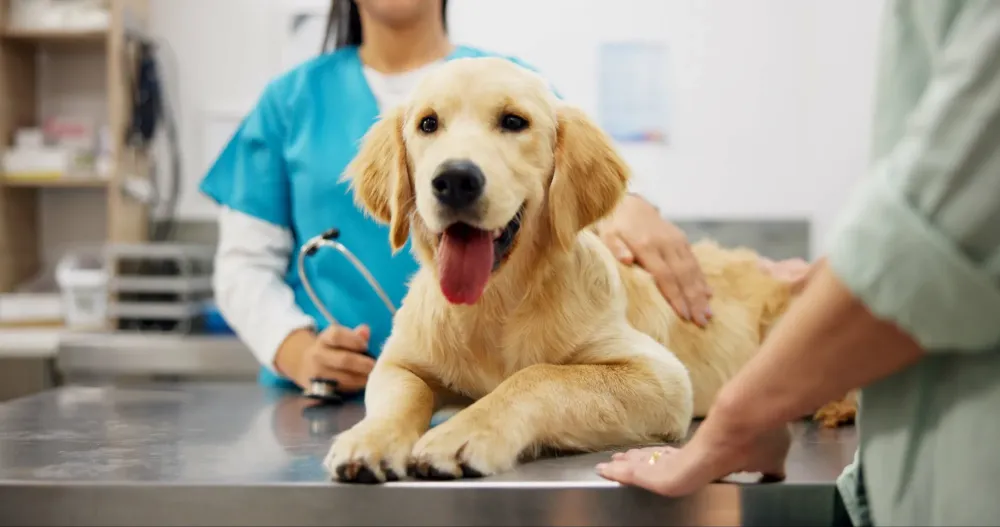 Laserotherapie animale à CHAOURCE