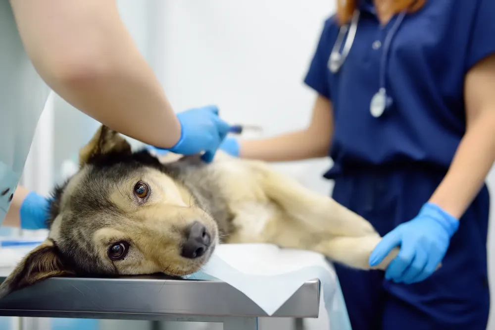 Urgence veterinaire à CHAOURCE