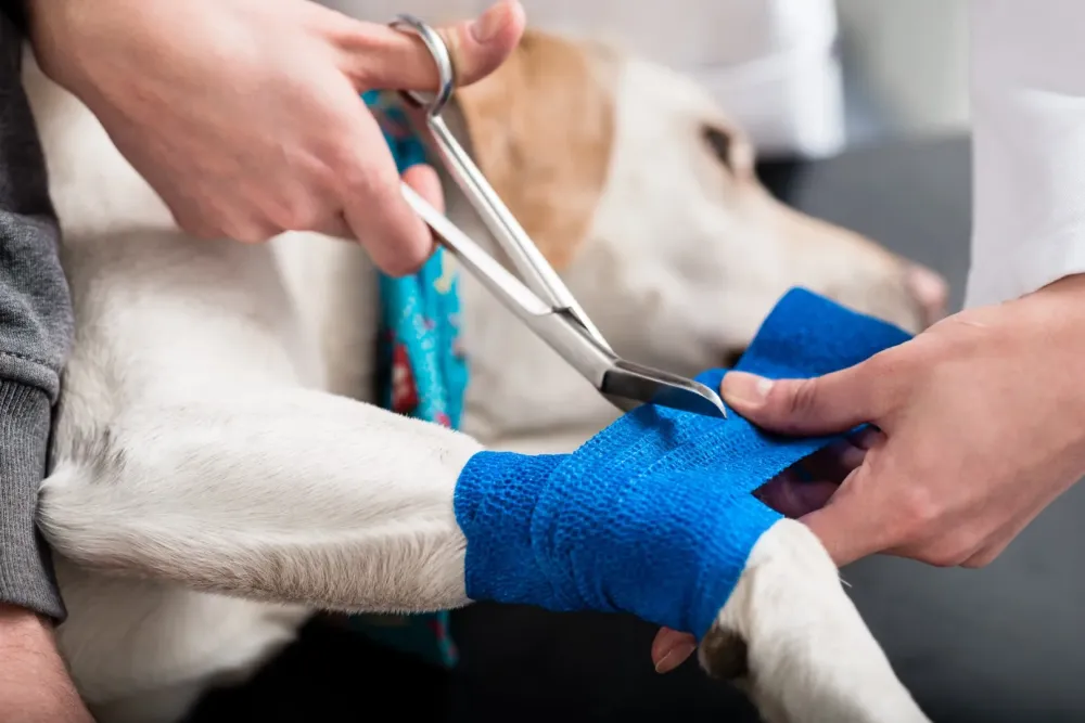 Urgence animal à CHAOURCE