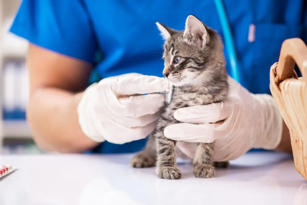 Santé animale à CHAOURCE