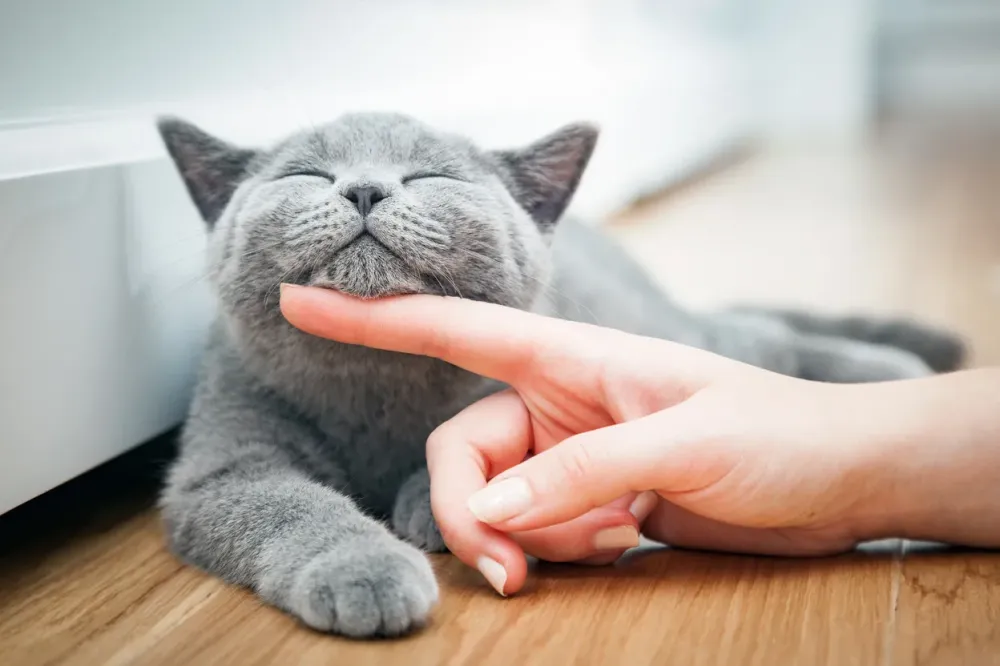 service de garde pour chats