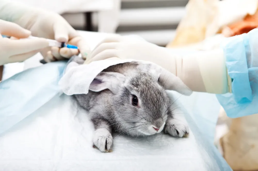 lapin soin